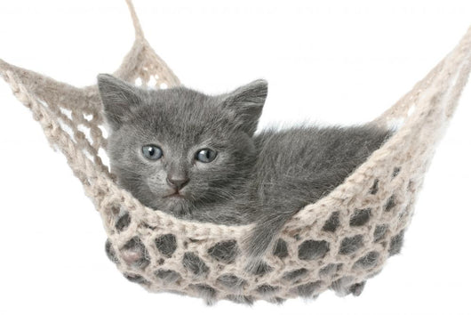 Cute Gray Kitten Lying in Hammock 