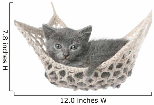 Cute Gray Kitten Lying in Hammock 