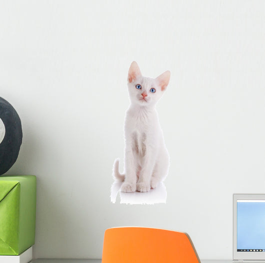 The White Kitten with Blue Eyes Sits on a White Background. 