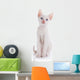 The White Kitten with Blue Eyes Sits on a White Background. 