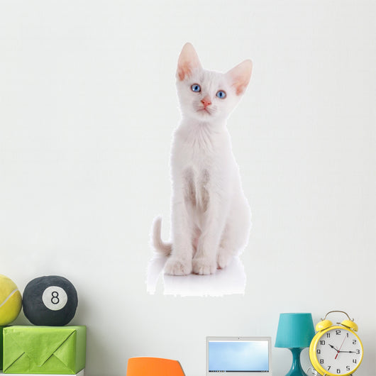 The White Kitten with Blue Eyes Sits on a White Background. 