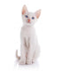 The White Kitten with Blue Eyes Sits on a White Background. 