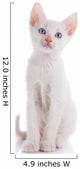 The White Kitten with Blue Eyes Sits on a White Background. 