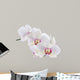 Orchid White 
