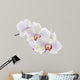 Orchid White 