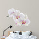 Orchid White 