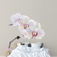 Orchid White 
