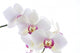 Orchid White 