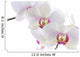 Orchid White 