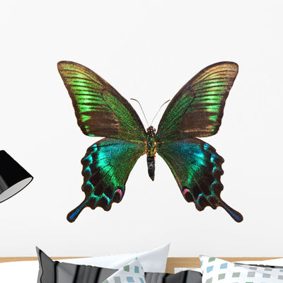 Butterfly Papilio Bianor shown on a wall