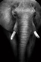 Wild African Elephant (Artistic Edit) 