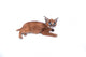 Blue-eyed Baby Caracal Wall Decal