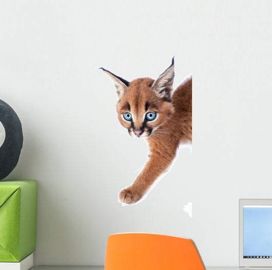 Baby Caracal Kitten Wall Decal