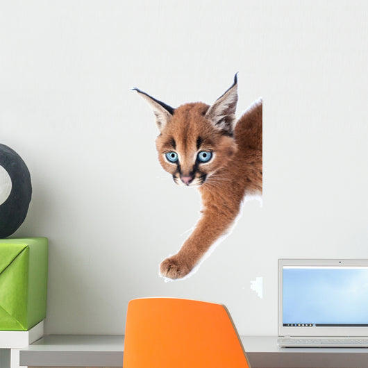 Baby Caracal Kitten Wall Decal