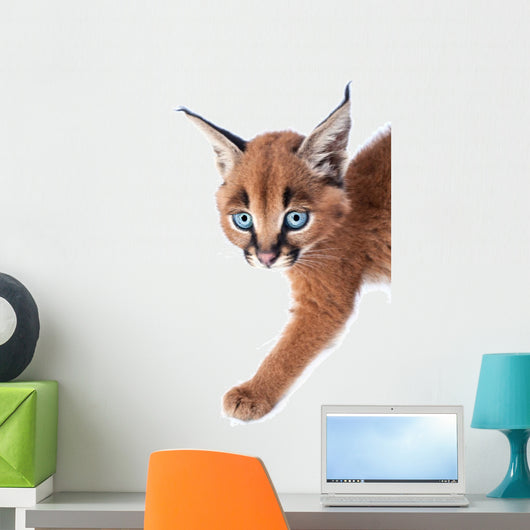 Baby Caracal Kitten Wall Decal