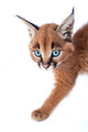 Baby Caracal Kitten Wall Decal