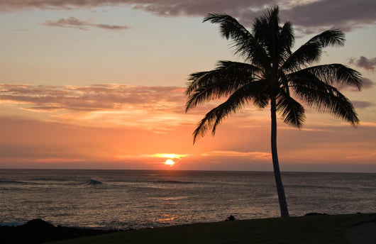 Sunset with single palm Wall Mural