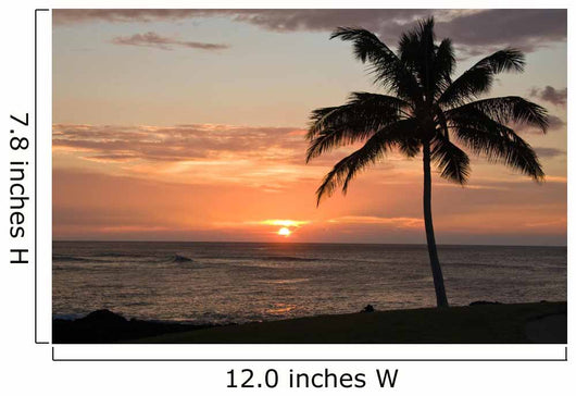 Sunset with single palm Wall Mural