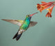 Male Broad-billed Hummingbird hoovering with flowers 