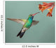 Male Broad-billed Hummingbird hoovering with flowers 