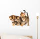 Three Bengal Kittens with Reflection on White Wall Decal