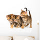 Three Bengal Kittens with Reflection on White Wall Decal