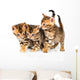 Three Bengal Kittens with Reflection on White Wall Decal