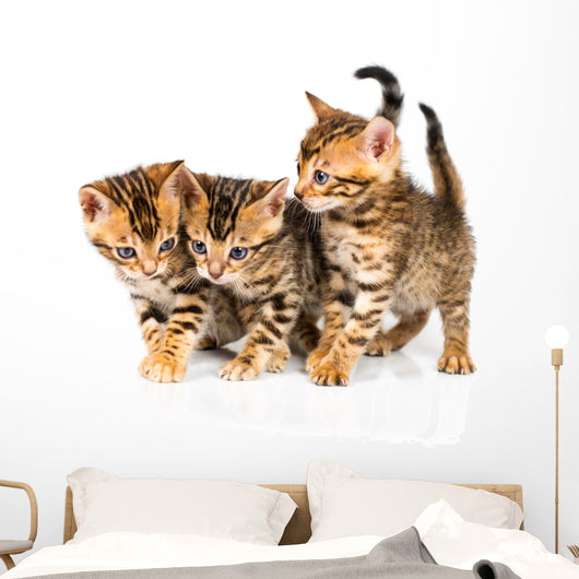 Three Bengal Kittens with Reflection on White Wall Decal
