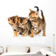Three Bengal Kittens with Reflection on White Wall Decal