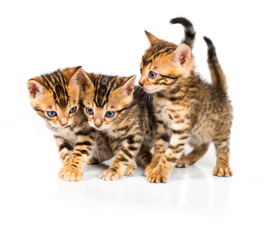 Three Bengal Kittens with Reflection on White Wall Decal