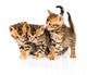Three Bengal Kittens with Reflection on White Wall Decal