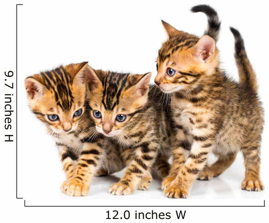 Three Bengal Kittens with Reflection on White Wall Decal