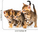 Three Bengal Kittens with Reflection on White Wall Decal