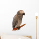 Jaco Parrot on White Background Wall Decal
