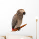 Jaco Parrot on White Background Wall Decal
