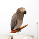 Jaco Parrot on White Background Wall Decal