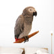 Jaco Parrot on White Background Wall Decal