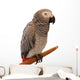 Jaco Parrot on White Background Wall Decal