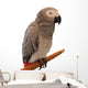 Jaco Parrot on White Background Wall Decal