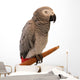 Jaco Parrot on White Background Wall Decal
