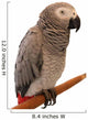 Jaco Parrot on White Background Wall Decal
