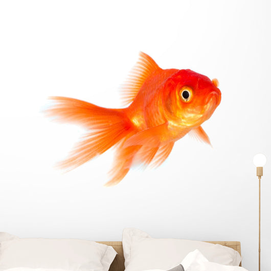 Goldfish Wall Decal