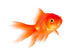 Goldfish Wall Decal