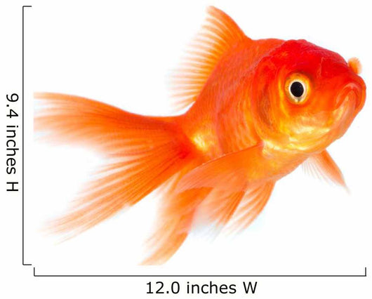 Goldfish Wall Decal