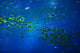 scenic view of the deep water creatures in aquariu Wall Mural