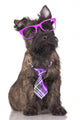adorable puppy in glasses and tie 
