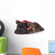 Sad Cairn Terrier Puppy Lying down 