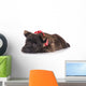 Sad Cairn Terrier Puppy Lying down 