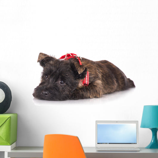 Sad Cairn Terrier Puppy Lying down 
