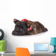 Sad Cairn Terrier Puppy Lying down 